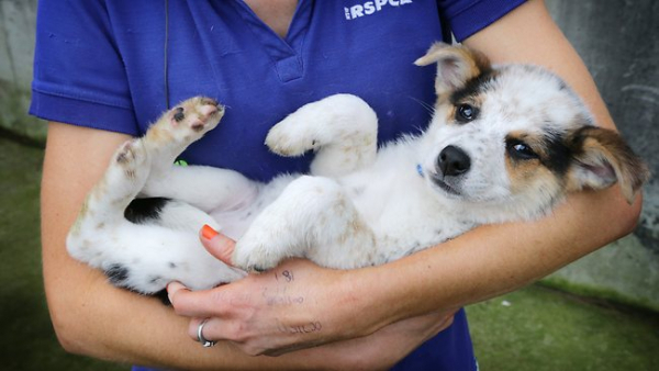 RSPCA