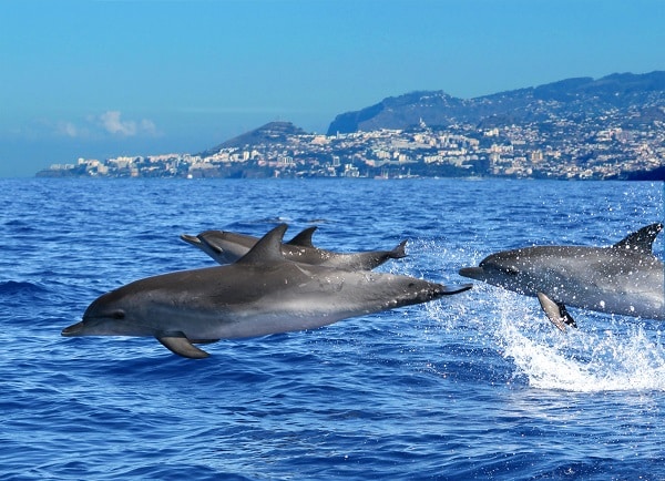 Ilha da Madeira Observacao de Golfinhos Turismo da Madeira