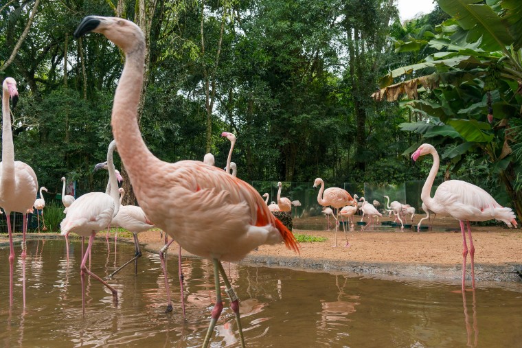 Parque das Aves, em Foz do Iguaçu, bate recorde de visitação em 2019