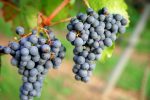 Viaje pelas vinícolas e paisagens da região de Bordeaux, na França
