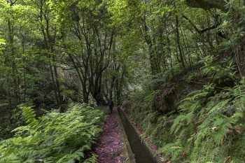 Levada do Rei - Ribeiro bonito-credito Francisco Correia - Turismo da Madeira