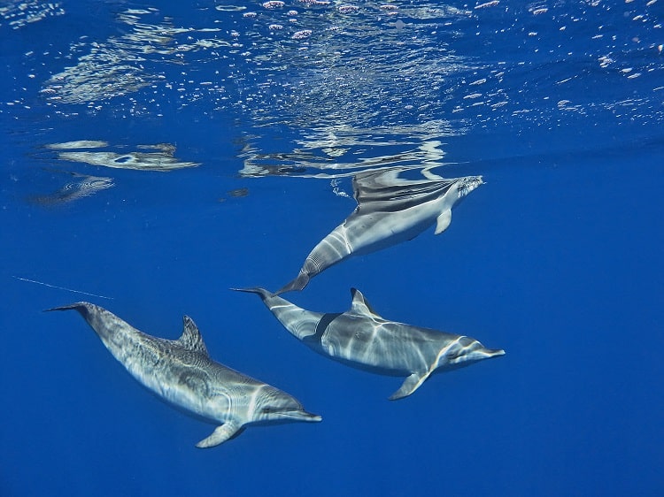 3 Golfinhos - Turismo da Madeira